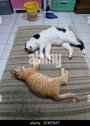 Two cats on a backed couch. Stock Photo