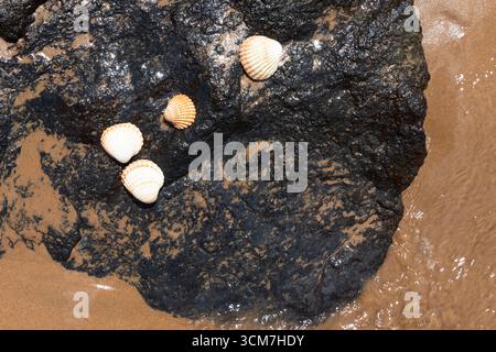 Group of seashells lying on wet black rock by the sandy beach with sea water. Concept of summer vacation, coastal nature, relaxation, and tropical tra Stock Photo
