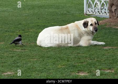 Big dog lying on the grass while a crow walks nearby. Outdoor scene with animals together in nature, symbolizing coexistence and calm atmosphere. Stock Photo