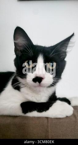 A white and black tuxedo kitten, looking curiously with big eyes, Iasi, Romania Stock Photo