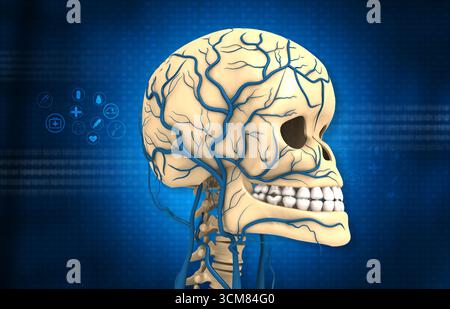 Human head anatomy on blue background. 3d illustration Stock Photo