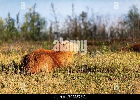 Capybara or greater capybara (Hydrochoerus hydrochaeris), largest living rodent, native to South America. Barigui Park municipal park, Curitiba, Paran Stock Photo