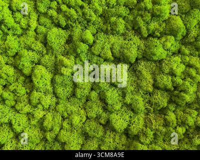 Dense bright green moss pattern with natural details and soft texture Stock Photo