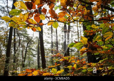 Spider web in the autumn forest. Stock Photo