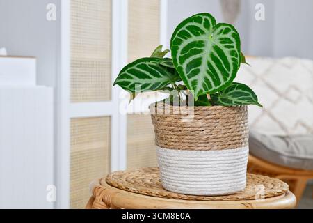 Small potted exotic 'Silver Blush Anthurium Crystallinum' houseplant with beautiful lace pattern on leaves in living room Stock Photo