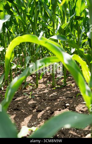 Corn plants on dry and cracked soil Stock Photo