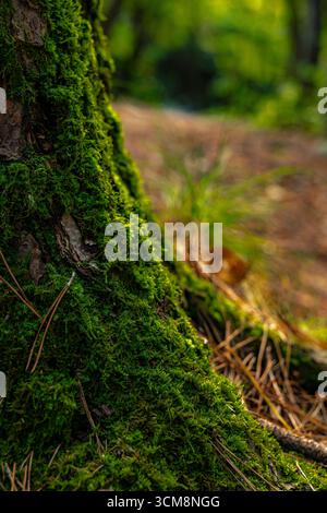 Beautiful, bright green moss growing on a tree. This photo was taken in macro view. Vertical wallpaper. Stock Photo