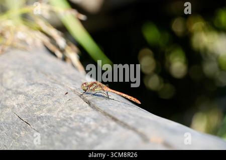 Dragonfly sitting on a rock in the forest, closeup of photo Stock Photo