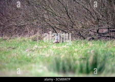 Roe deer lying at the edge of the forest Stock Photo