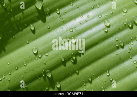 Water drops on banana leaf, Nature background. Stock Photo