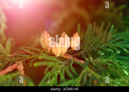 Close-up of thuja branches with cones illuminated by sunlight beam Stock Photo