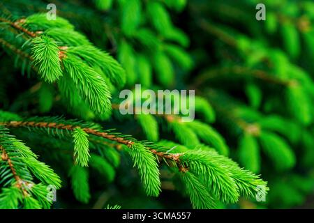 Macro shot of young spruce branch with fresh green needles Stock Photo