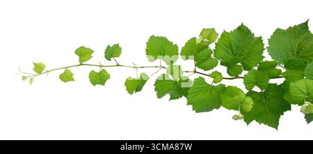 vine frame leaf vine isolates on a white background Stock Photo