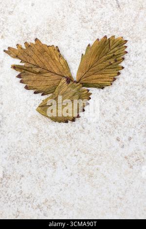 Top view of a three leaf strawberry plant growing in the garden in ...