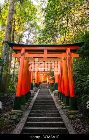 Trail through the forest with red torii, Hakone shrine, Shinto shrine ...