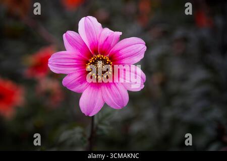 A beautiful pink Dahlia flower in a large flower bed Stock Photo