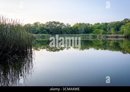 A still pond at sunset reflects the surrounding trees and tall reeds in Waukesha County, Wisconsin, in early September. Stock Photo