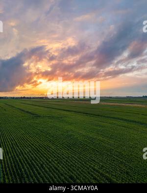 Golden hour over a lush green maize field in the Netherlands, captured in summer. Stock Photo