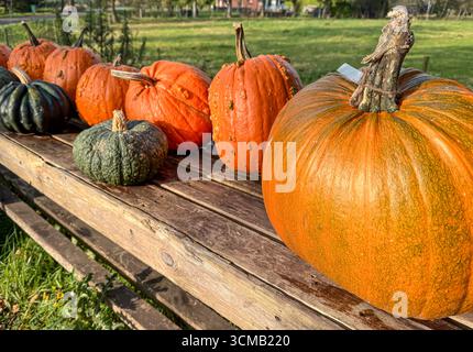 Fresh pumpkins of various shapes and colors displayed on rustic wooden table outdoors. Stock Photo