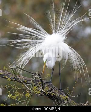 Great Egret (Ardea alba). Displaying near its nest.  February in St. Augustine, Florida. Stock Photo