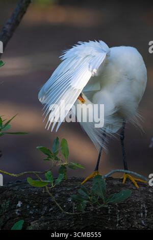 Snowy Egret (Egretta thula) in mating plumage.  March at a rookery in St. Augustine, Florida. Stock Photo