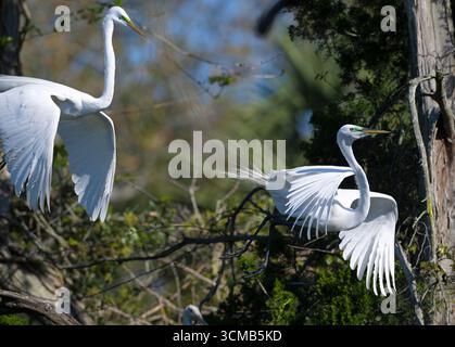Great Egret (Ardea alba) in a rookery.  March in St. Augustine, Florida. Stock Photo