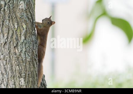 A squirrel (Sciurus vulgaris), young, carefully climbing up a tree trunk, Hesse, Germany Stock Photo