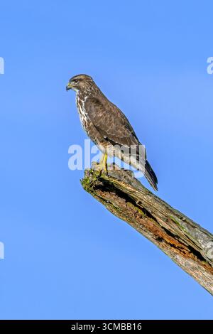 Common buzzard (Buteo buteo) perched on dead tree trunk against blue sky Stock Photo