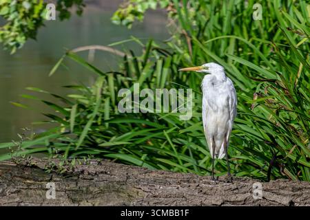 Great white egret / great egret (Ardea alba) non-breeding adult resting on fallen tree trunk in pond in late summer (September) Stock Photo