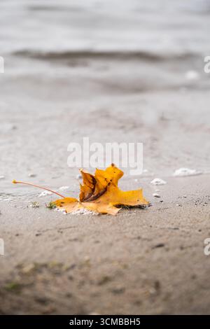 Autumn leaves on seashore. Fallen yellow maple leaf on sand Stock Photo