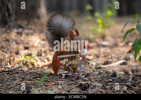 Squirrel and shopping cart with nuts in forest Stock Photo
