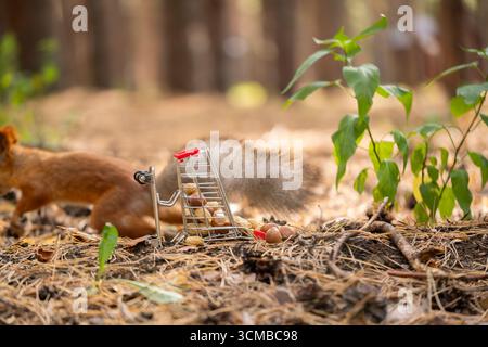 Overturned shopping cart with nuts in forest on background squirrel Stock Photo