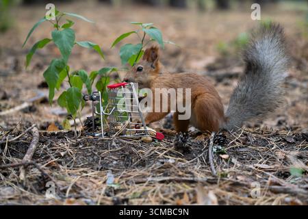 Squirrel in park eats nuts from shopping cart. Eurasian red squirrel Stock Photo