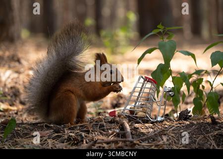 Squirrel in forest with toy shopping cart and nut Stock Photo