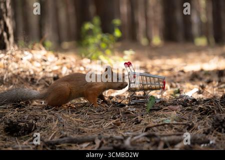 Squirrel with shopping cart on ground in forest Stock Photo