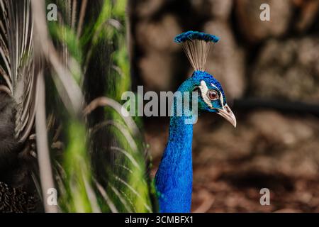 A vibrant close-up of a male peacock showcasing its iridescent blue and green plumage. The bird's elegant crest and detailed feathers are highlighted Stock Photo