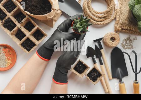 Cactus in hands against the background of gardening tools. Stock Photo