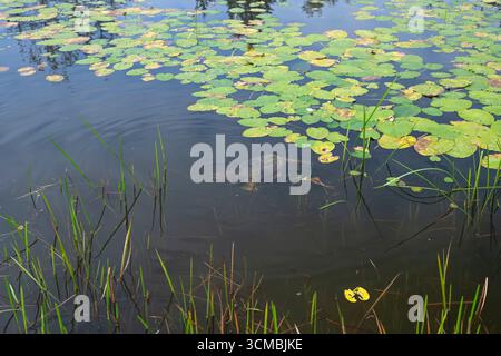 Common Snapping Turtle (Chelydra serpentina).  September in Acadia National Park, Maine, USA. Stock Photo
