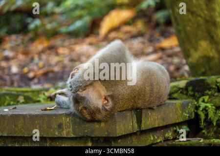 Long-tailed macaque (Macaca fascicularis), monkey lying on a stone wall, monkey forest of Ubud, Sacred Monkey Forest Sanctuary, Padangtegal, Ubud, Bal Stock Photo
