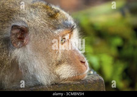 Long-tailed macaque (Macaca fascicularis), monkey lying on a stone wall, monkey forest of Ubud, Sacred Monkey Forest Sanctuary, Padangtegal, Ubud, Bal Stock Photo