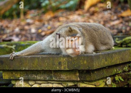 Long-tailed macaque (Macaca fascicularis), monkey lying on a stone wall, monkey forest of Ubud, Sacred Monkey Forest Sanctuary, Padangtegal, Ubud, Bal Stock Photo