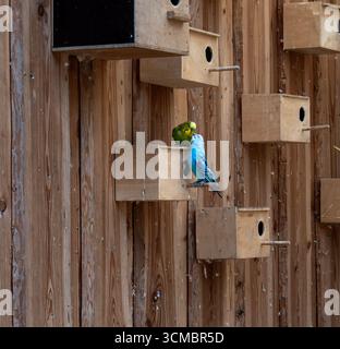 Two brightly coloured budgies sit on one of the many nesting boxes Stock Photo