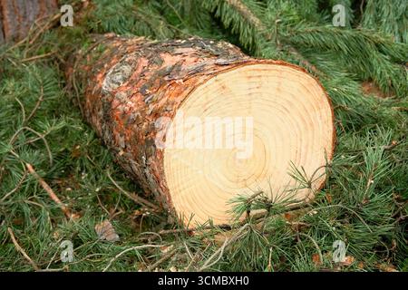 Close up of cut pine tree trunk, surrounded by soft greenery. Timber industry. Stock Photo