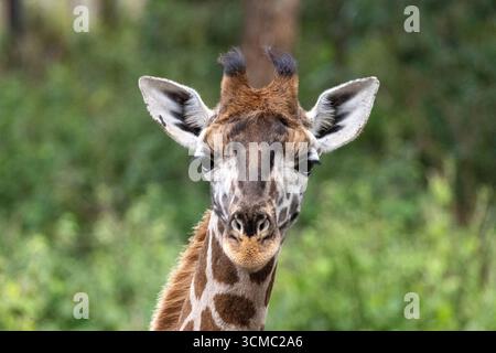 Beautiful and Elegant Giraffe Portrait, Close-up of Its Face in Nakuru National Park Stock Photo
