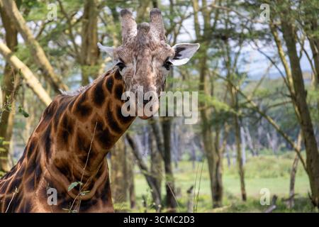 Beautiful and Elegant Giraffe Portrait, Close-up of Its Pattern and Features Stock Photo