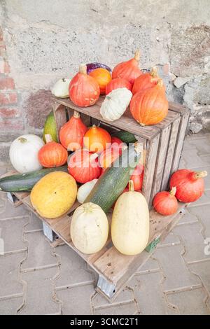 Display of various types of pumpkins, selective focus. Stock Photo