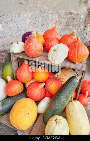 Display of various types of pumpkins, selective focus. Stock Photo