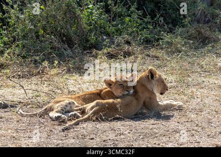 Two cute lion cubs lying in the grass on a sunny day in the Masai Mara, Kenya Stock Photo