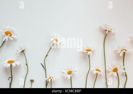 Flat lay composition with fresh chamomiles on white background. Space for text. Stock Photo