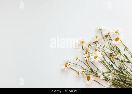 Flat lay composition with fresh chamomiles on white background. Space for text. Stock Photo